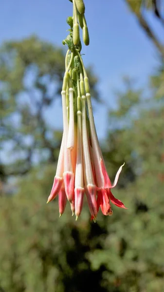 Closeup Beautiful Flowers Fuchsia Boliviana Carriere Also Known Bolivian Fuchsia — Photo