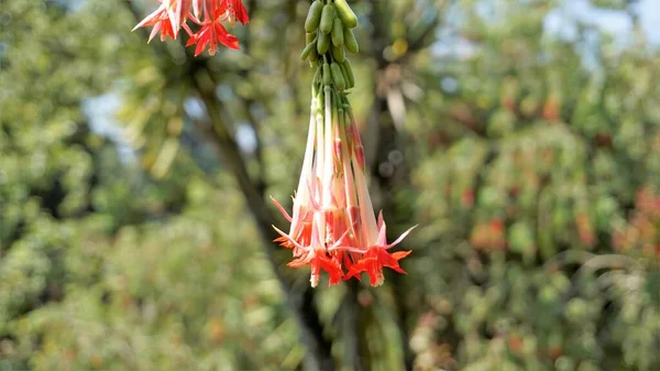 Closeup Beautiful Flowers Fuchsia Boliviana Carriere Also Known Bolivian Fuchsia — 图库照片