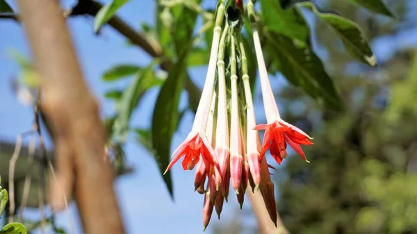 Closeup Beautiful Flowers Fuchsia Boliviana Carriere Also Known Bolivian Fuchsia — Photo