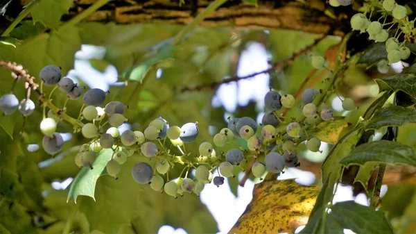 Closeup Semi Ripe Fruits Mahonia Bealei Also Known Beales Barberry — Foto de Stock