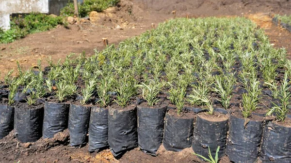 Plantas Mudas Rosmarinus Officinalis Também Conhecidas Como Rosemary Ruzmarin Romero — Fotografia de Stock