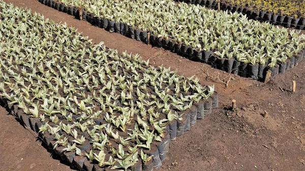 Plant Saplings Cultivation Plastic Cover Cultivation Nursery Garden Ooty Tamilnadu — Stock Fotó