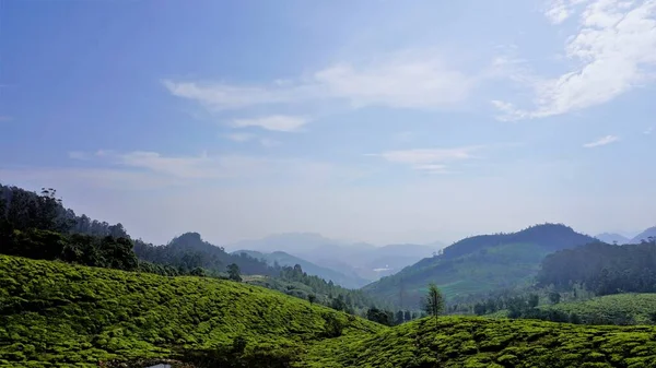Beautiful Tea Garden Tea Estates Ooty Lush Greenery Landscape Photograph — Foto de Stock