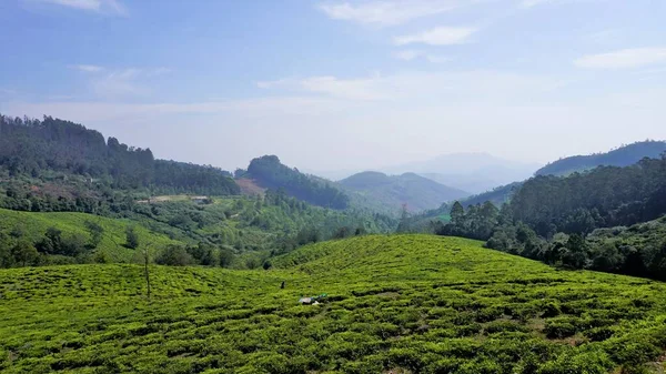 Schöner Teegarten Oder Teestände Aus Ooty Saftiges Grün Landschaftsaufnahme Der — Stockfoto