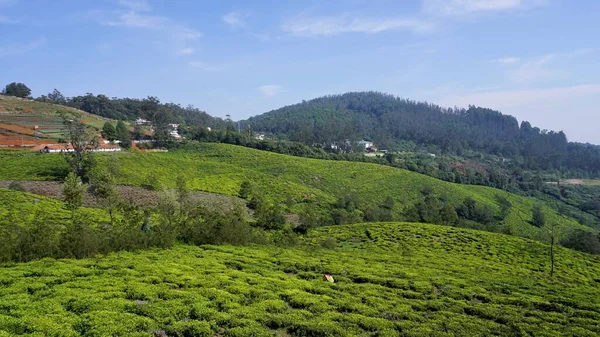 Beautiful Tea Garden Tea Estates Ooty Lush Greenery Landscape Photograph — Stock Photo, Image