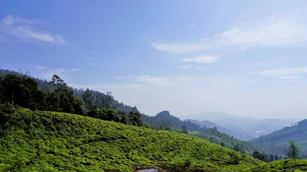 Beautiful tea garden or tea estates from Ooty. Lush greenery Landscape photograph of Nilgiri hills.