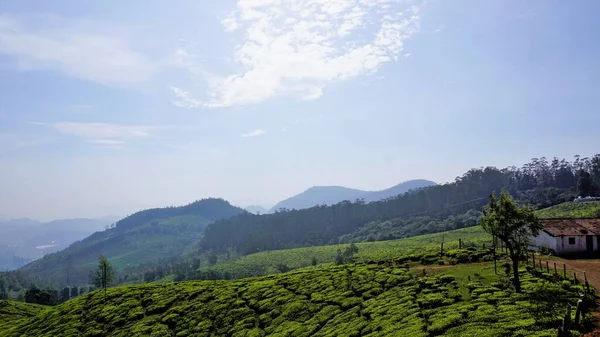 Beautiful tea garden or tea estates from Ooty. Lush greenery Landscape photograph of Nilgiri hills.