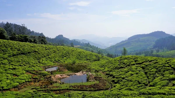 Beautiful tea garden or tea estates from Ooty. Lush greenery Landscape photograph of Nilgiri hills.