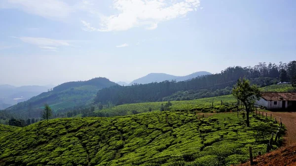 Beautiful Tea Garden Tea Estates Ooty Lush Greenery Landscape Photograph — Foto de Stock