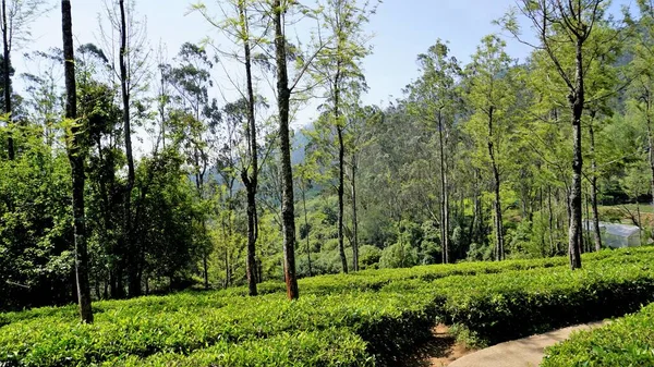 Beautiful Tea Garden Tea Estates Ooty Lush Greenery Landscape Photograph — 图库照片