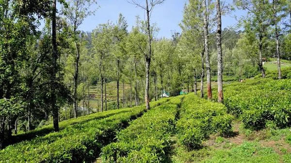 Beautiful Tea Garden Tea Estates Ooty Lush Greenery Landscape Photograph — стоковое фото