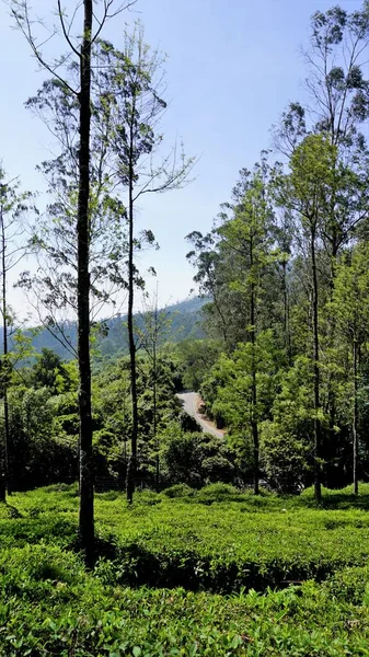 Güzel Çay Bahçesi Ooty Den Çay Evleri Nilgiri Tepelerinin Yemyeşil — Stok fotoğraf