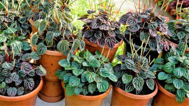 Güzel bahçe bitkileri Peperomia caperata olarak da bilinir. Yeşil dalgalanma, biraz fantezi biberi vesaire. Satılık bir çocuk odasında..