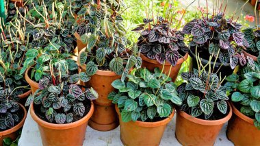 Güzel bahçe bitkileri Peperomia caperata olarak da bilinir. Yeşil dalgalanma, biraz fantezi biberi vesaire. Satılık bir çocuk odasında..