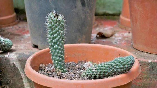 Beautiful Indoor Cactus Pot Plants Austrocylindropuntia Subulata Nursery Garden Also — Stockfoto
