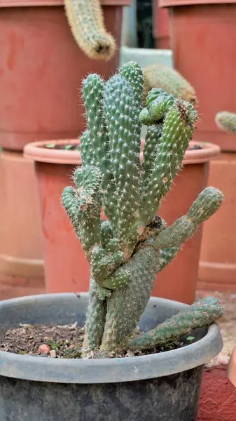 Beautiful Indoor Cactus Pot Plants Austrocylindropuntia Subulata Nursery Garden Also — Stockfoto