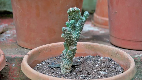 Beautiful Indoor Cactus Pot Plants Austrocylindropuntia Subulata Nursery Garden Also — Stockfoto