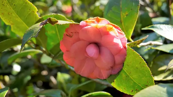 Closeup Beautiful Flowers Camellia Japonica Also Known Camellia Albino Botti — Foto de Stock