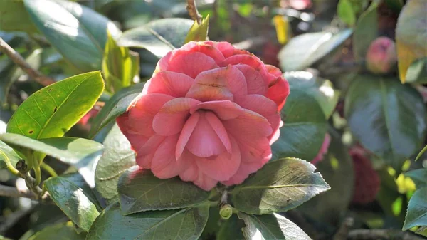 Closeup Beautiful Flowers Camellia Japonica Also Known Camellia Albino Botti — Fotografia de Stock