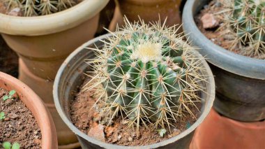 Echinocactus grusonii 'nin ya da Kroenleinia grusonii' nin çocuk bahçesindeki güzel kaktüs saksısı bitkileri. Altın fıçı kaktüsü, altın top ya da kayınvalide minderi olarak da bilinir..