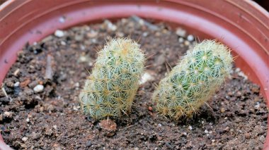 Mammillaria elongata 'nın güzel kaktüs saksısı fidanlığından. Ayrıca Altın Yıldız Kaktüsü, Lace Kaktüsü, Ladyfinger Kaktüsü, Beyin Kaktüsü olarak da bilinir.
