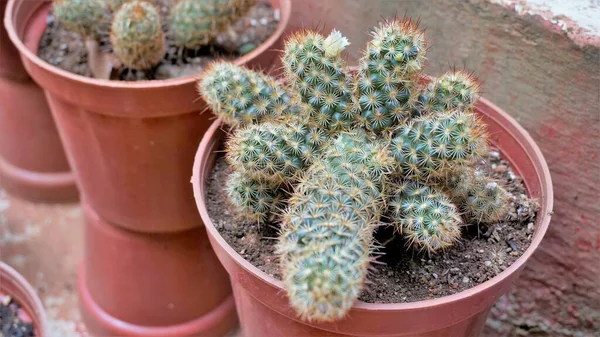 Beautiful Indoor Cactus Pot Plants Mammillaria Elongata Nursery Garden Also — Stock Photo, Image
