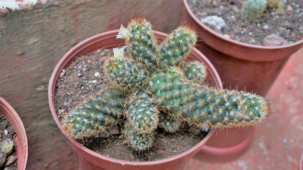 Beautiful Indoor Cactus Pot Plants Mammillaria Elongata Nursery Garden Also — стоковое фото