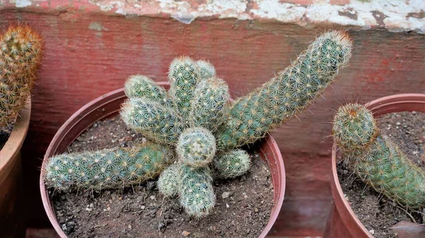 Beautiful Indoor Cactus Pot Plants Mammillaria Elongata Nursery Garden Also — Stockfoto