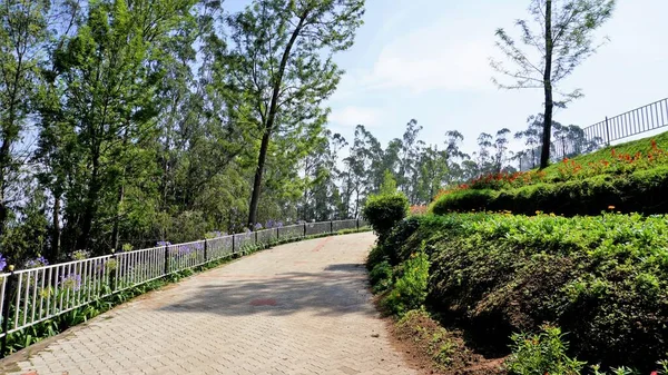 Beautiful Landscapes Government Tea Park Ooty Best Scenic Location Ooty — Photo