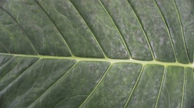 Background image and natural pattern of the plant Xanthosoma taioba also known as Elephant plant, Arrowleaf elephant ear etc