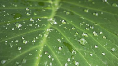 Closeup of rain waterdrops on top of leaves of Xanthosoma taioba also known as Elephant plant, Arrowleaf elephant ear etc