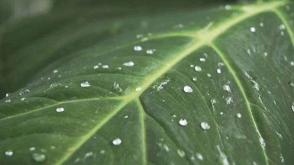 Closeup of rain waterdrops on top of leaves of Xanthosoma taioba also known as Elephant plant, Arrowleaf elephant ear etc