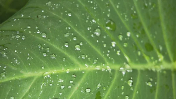 Closeup of rain waterdrops on top of leaves of Xanthosoma taioba also known as Elephant plant, Arrowleaf elephant ear etc