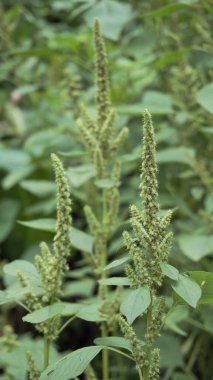 Amaranthus powellii 'nin yeşil bitkileri ve çiçekleri aynı zamanda Powells araranth, pigweed, pürüzsüz, yeşil araranth olarak da bilinir. Arkaplan resmi.