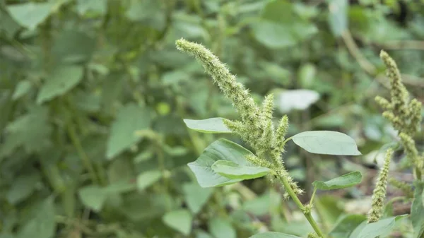 Zielone Rośliny Kwiaty Amaranthus Powellii Znany Również Jako Powells Amaranth — Zdjęcie stockowe