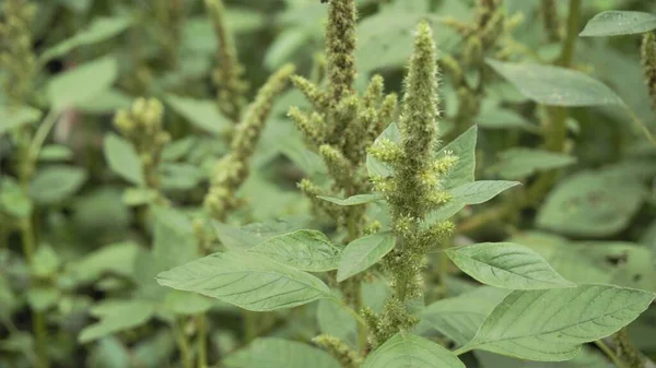 Zielone Rośliny Kwiaty Amaranthus Powellii Znany Również Jako Powells Amaranth — Zdjęcie stockowe