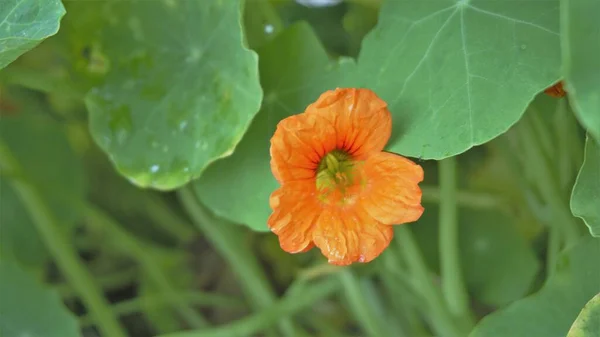 龙舌兰也被称为 花园荨麻 印度西葫芦 自然绿色背景的橙色花 — 图库照片