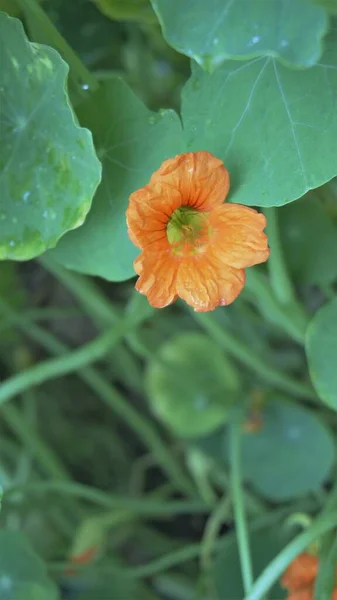 Tropaeolum Majus Ook Bekend Als Garden Nasturtium Indiase Kers Etc — Stockfoto