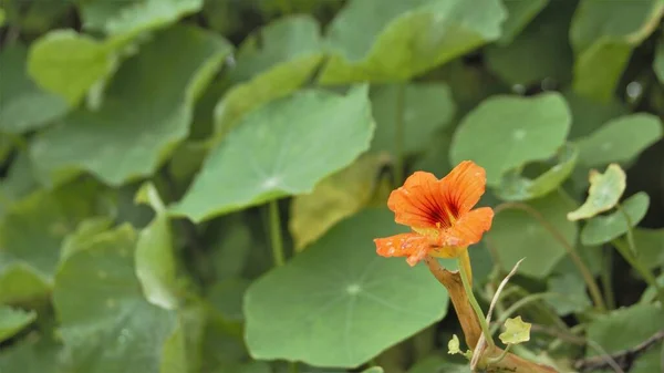 Tropaeolum Majus Επίσης Γνωστό Ναστούρτιο Κήπου Ινδικό Κάρδαμο Πορτοκαλί Λουλούδι — Φωτογραφία Αρχείου