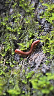 Trigoniulus mercan hatları ayrıca paslı kırkayak ya da sıradan Asya kırkayağı olarak da adlandırılır. Nemli bölgelerde yaşamak, çürük ahşap vs..