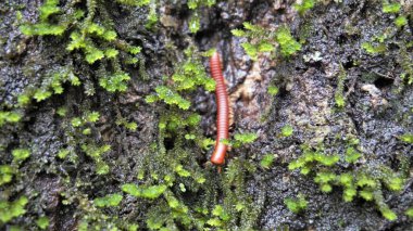 Trigoniulus mercan hatları ayrıca paslı kırkayak ya da sıradan Asya kırkayağı olarak da adlandırılır. Nemli bölgelerde yaşamak, çürük ahşap vs..