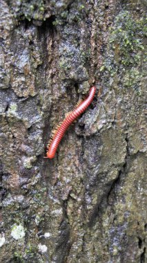 Trigoniulus mercan hatları ayrıca paslı kırkayak ya da sıradan Asya kırkayağı olarak da adlandırılır. Nemli bölgelerde yaşamak, çürük ahşap vs..