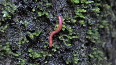 Trigoniulus mercan hatları ayrıca paslı kırkayak ya da sıradan Asya kırkayağı olarak da adlandırılır. Nemli bölgelerde yaşamak, çürük ahşap vs..