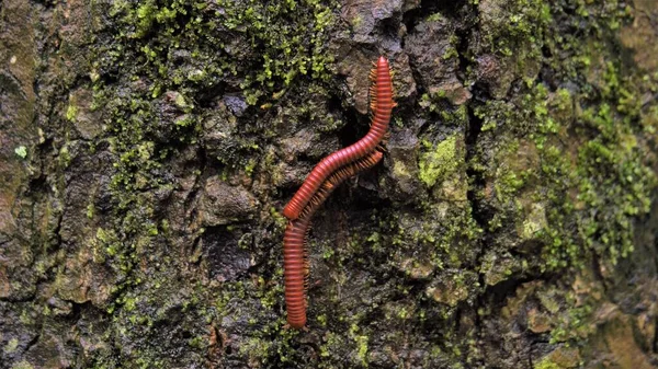 Trigoniulus Corallines Également Appelé Millipèdes Rouillés Millipèdes Asiatiques Communs Habiter — Photo