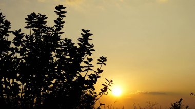 Bitkilerin ve çalıların arkasında günbatımının manzara fotoğrafçılığı. Bangalore yakınlarındaki dağın tepesinden manzara.