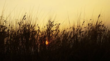 Bitkilerin ve çalıların arkasında günbatımının manzara fotoğrafçılığı. Bangalore yakınlarındaki dağın tepesinden manzara.