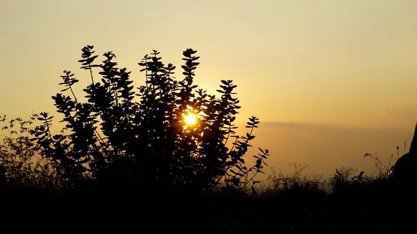 Landscape photography of sunset behind plants and bushes background. Scenic view from mountain top near bangalore.
