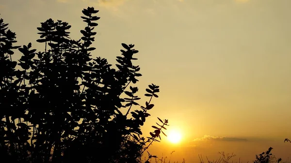Landscape photography of sunset behind plants and bushes background. Scenic view from mountain top near bangalore.