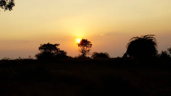 Landschaftsaufnahmen Vom Sonnenuntergang Hinter Pflanzen Und Büschen Hintergrund Szenische Aussicht — Stockfoto