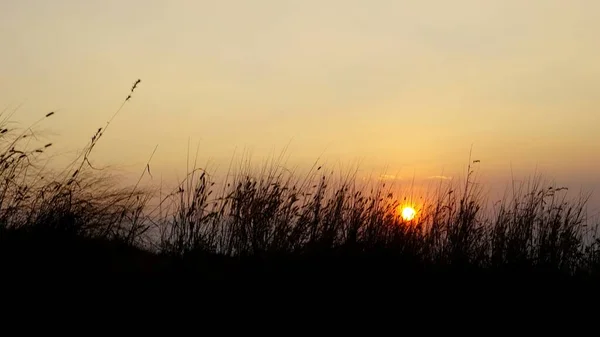 Fotografia Paisagem Pôr Sol Atrás Plantas Arbustos Fundo Vista Panorâmica — Fotografia de Stock